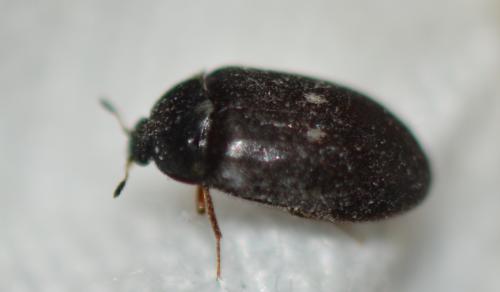 Attagenus pellio